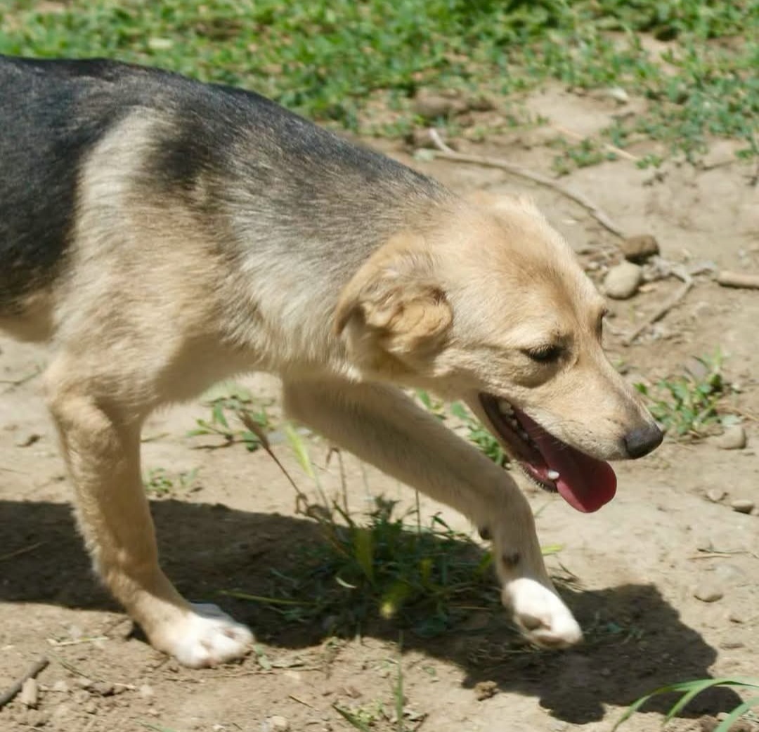 fofy2.jpg