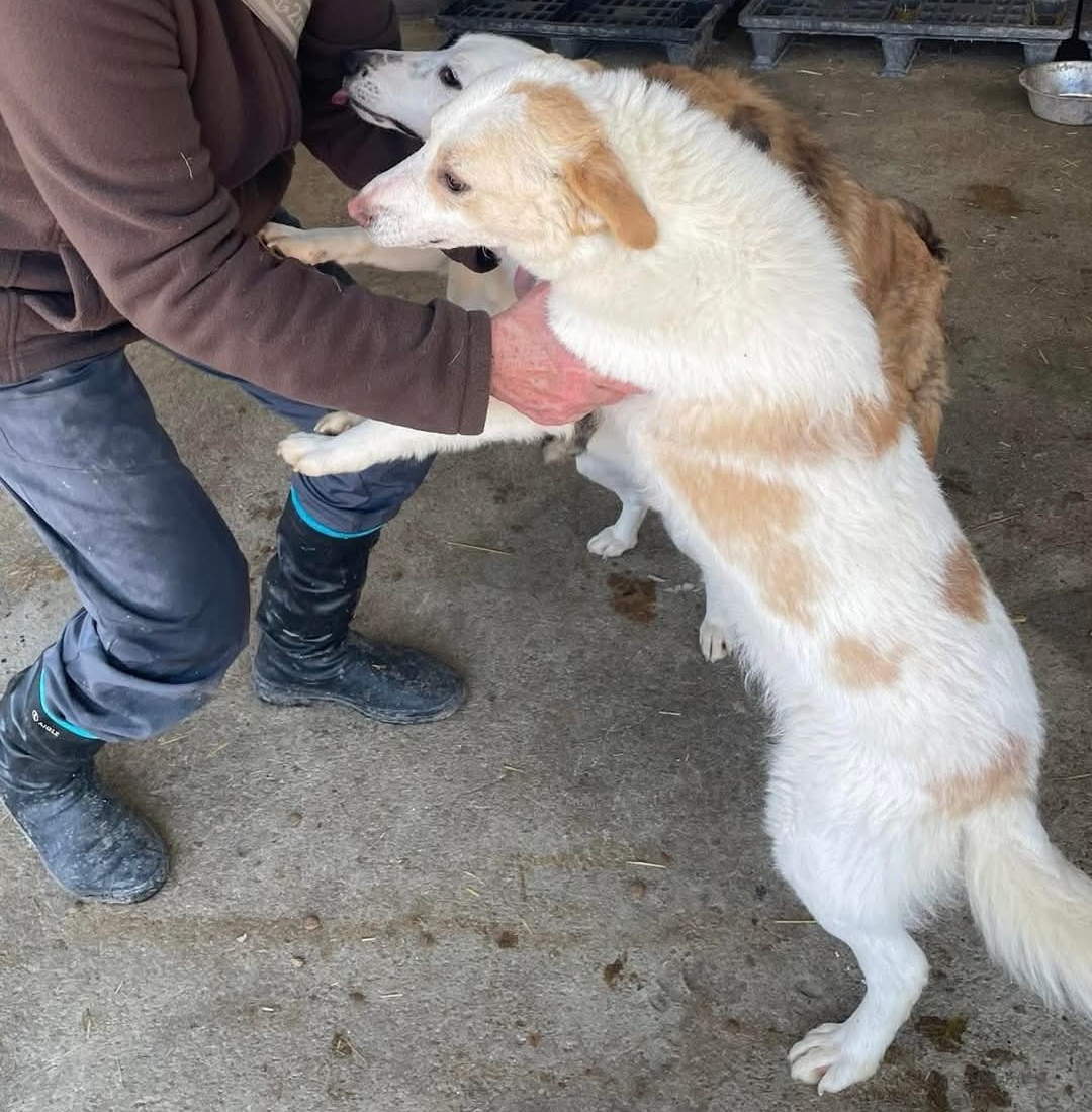paco.jpg
